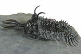 Short Trident Walliserops Trilobite - Timrzit, Morocco #350516-1